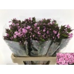 Phlox Floks Sweet Lexy 60cm