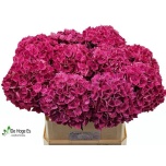 Hydrangea Hortensia Magic Pink Ruby 80cm*5