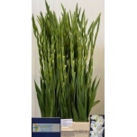 Gladiolus Gladiool Serena 120cm