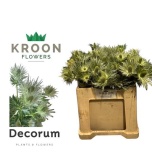 Eryngium Ogaputk Love White Green 55cm