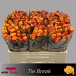 Roos 50cm Tiebreak (Afriflora)