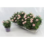 Dianthus Nelk oscar pink star 11cm
