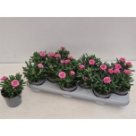 Dianthus Nelk oscar pink star 10,5cm