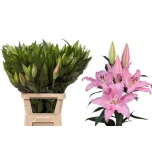 Lilium Liilia OR Catemaco 90cm