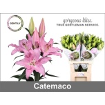 Lilium Liilia OR Catemaco 95cm