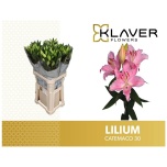 Lilium Liilia OR Catemaco 95cm