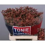 Limonium Parkjuur V Scarlett Diamond 70cm