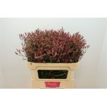 Limonium Parkjuur V Scarlett Diamond 70cm