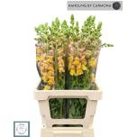 Antirrhinum Lõvilõug Orlea L Orange 70cm