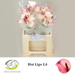 Anthurium Flamingolill Hot Lips 40cm