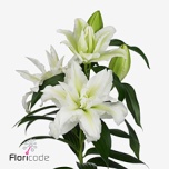 Lilium Liilia OR DU RL Aisha 80cm