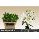 Lilium Liilia OR DU RL Aisha 85cm