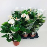 Anthurium andr success white 17cm