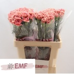 Dianthus Nelk ST Lady Dayana*20