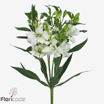 Alstromeria Inkaliilia Charmelia White