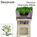 Alstromeria Inkaliilia Charmelia White