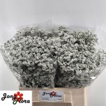Limonium Parkjuur V Mountain Diamond 60cm