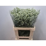 Limonium Parkjuur V Mountain Diamond 60-65cm
