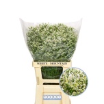 Limonium Parkjuur V Mountain Diamond 70-75cm