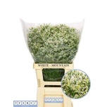 Limonium Parkjuur V Mountain Diamond 70-75cm
