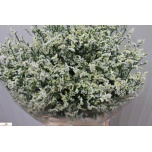 Limonium Parkjuur V Mountain Diamond 70-75cm