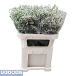 Limonium Parkjuur V Mountain Diamond 70-75cm