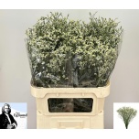 Limonium Parkjuur V Mountain Diamond 80cm