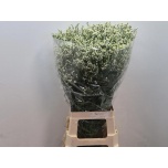 Limonium Parkjuur V Mountain Diamond 80cm