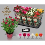 Rosa Potiroos star roses mix 4 varieties 12cm