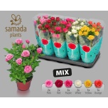 Rosa Potiroos Star Roses mix 5 varieties 12cm