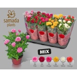 Rosa Potiroos Star Roses mix 5 varieties 12cm
