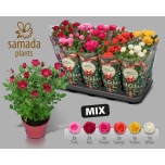 Rosa Potiroos Star Roses mix 5 varieties 12cm