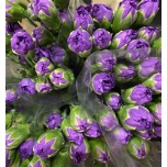 Dianthus Nelk SP Florigene Moonberry*10
