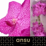 Vanda Rosy*16