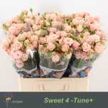 Kobarroos 60cm Sweet 4 Tune