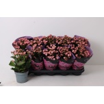 Kalanchoe Kalanhoe perfecta pink 12cm