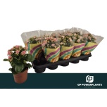 Kalanchoe Kalanhoe perfecta pink 12cm