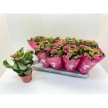 Kalanchoe Kalanhoe perfecta pink 12cm