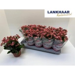 Kalanchoe Kalanhoe perfecta pink 12cm