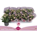 Kalanchoe Kalanhoe gevuld perfecta pink 10,5cm
