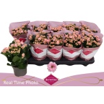 Kalanchoe Kalanhoe perfecta pink 10,5cm