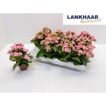 Kalanchoe Kalanhoe perfecta pink 7cm