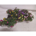 Calibrachoa Puispetuunia duobells mix in bucket 13cm