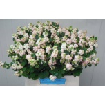 Symphoricarpos Lumimari Magic Autumn Blush 40cm