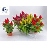 Celosia Mätashari plum kelos fire mix 12cm