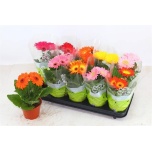 Gerbera mix 12cm
