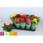 Gerbera mix 12cm