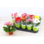 Gerbera mix 12cm