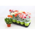 Gerbera mix 12cm