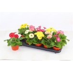 Gerbera mix 12cm